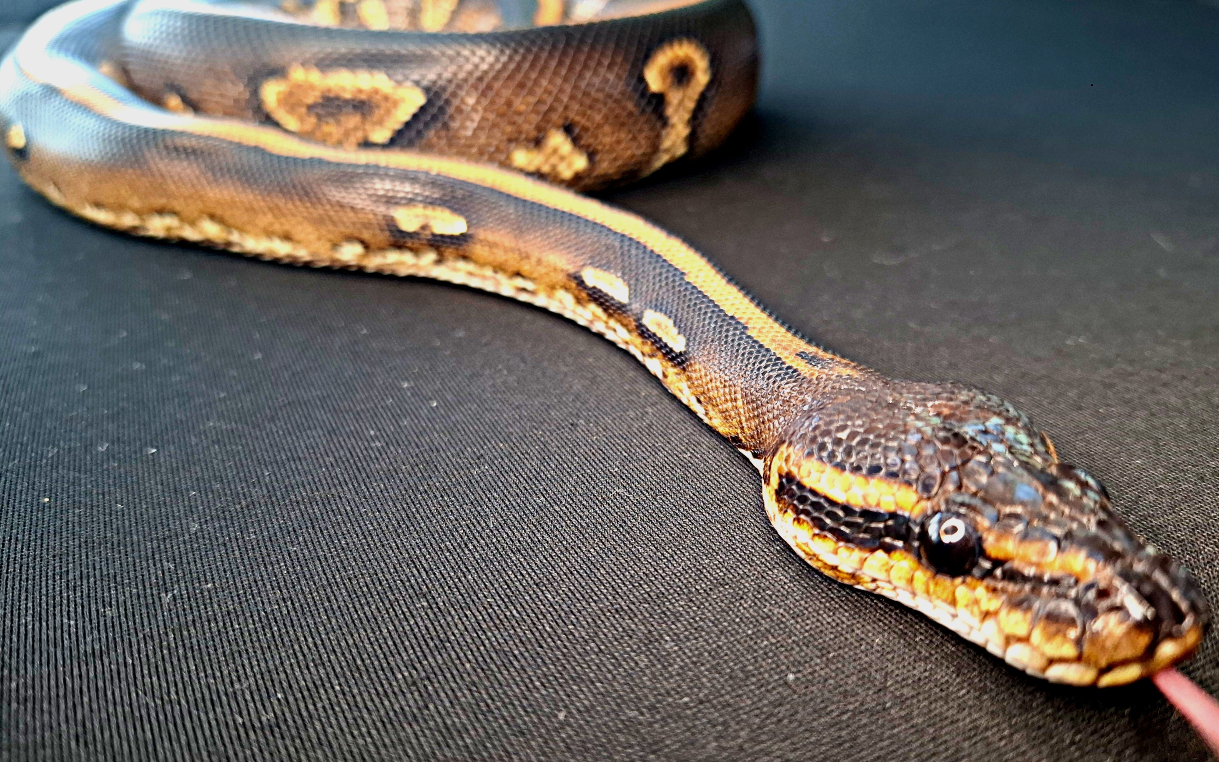 Riptide Ball Python